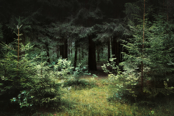In forest / ***