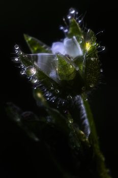 &nbsp; / (Stellaria media)