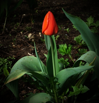 Die feuerrote Blume / ***