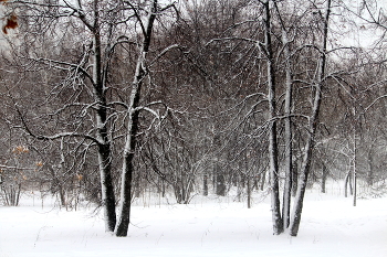 Winter / ***