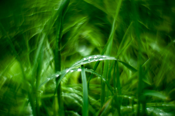 After the rain / ***