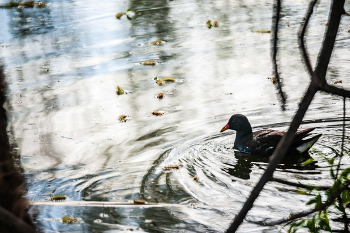 Water hen / ***