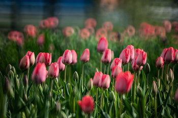 Tulips / ***