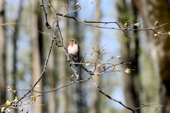 Finch / ***