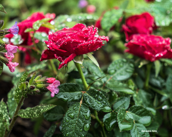 Roses / ***