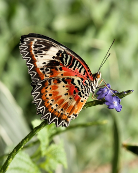 Cethosia cyane / Cethosia cyane
