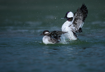 Mrs. &amp; Mr. Bufflehead / Mrs. &amp; Mr. Bufflehead