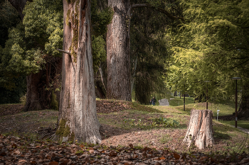Giant Trees Alley / ***