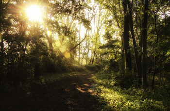 Die Sonnenlicht-Streams / ***