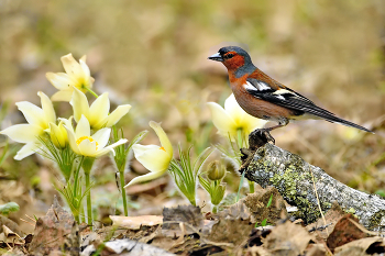 Im Frühjahr Wald / ***