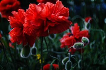 Glückliche Tag des Sieges! / ***