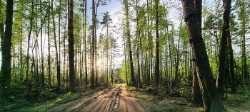 Im Frühjahr den Wald ... / ***