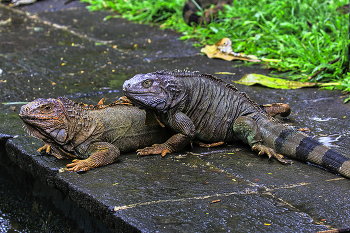 &quot;Bros&quot; / ***