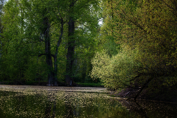 Alter Teich ... / ***