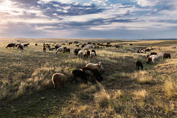 The walls of the monastery / Harmlessly passing your time in the grassland away...