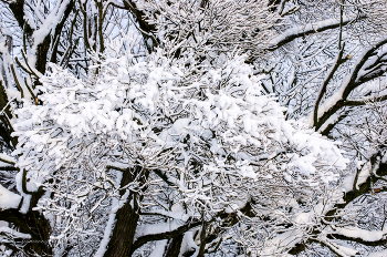 Winter / ***