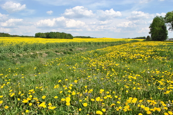 Blühende Frühlings / ***