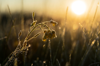 Sonnenaufgang / ***