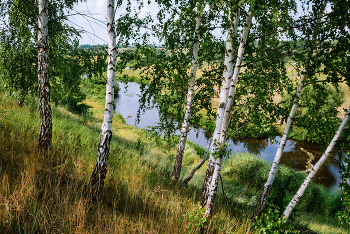 Birches / ***