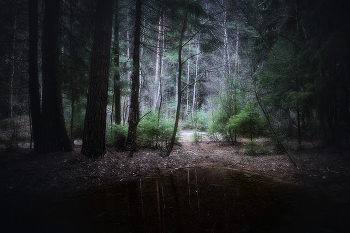 In the spring forest / ***