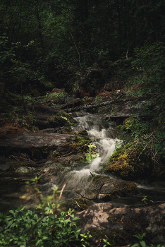 Forest River / ***