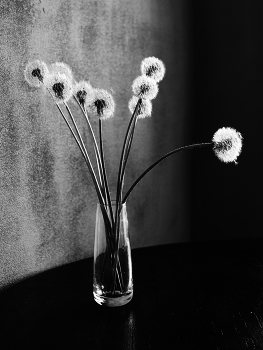 Sunflowers / ***