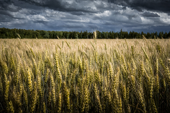 wheat field / ***