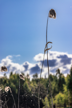Morgen / ***
