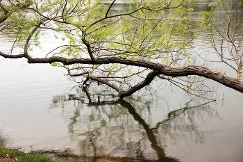 On the lake / ***