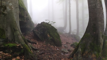 Märchenwald. / ***
