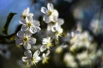 Kirschblüten / ***