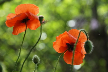 Mohn / ***