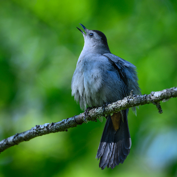 Gray Catbird / Gray Catbird