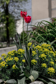 City Blumen ... / ***