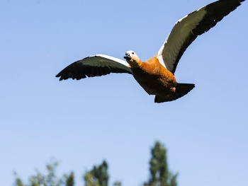 Im Flug / ***