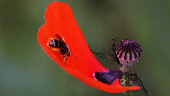Ein einsamer Segel / ***