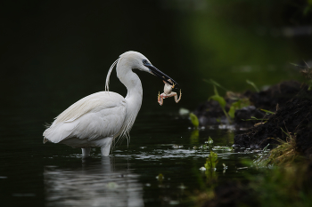 Little Egret. / ***