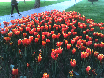 Tulips / ***