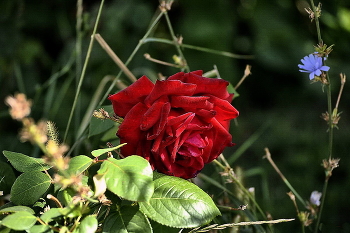 Evening / ***
