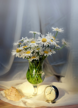 Gänseblümchen / ***