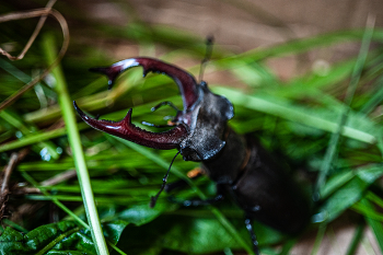 stag beetle / ***