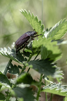 Käfer ... / ***