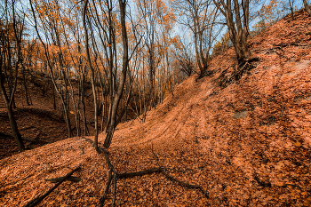 Autumn / ***