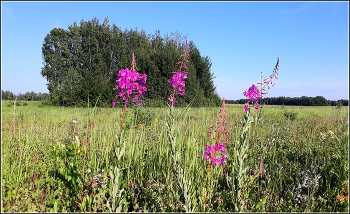 Auf dem Spaziergang / ***