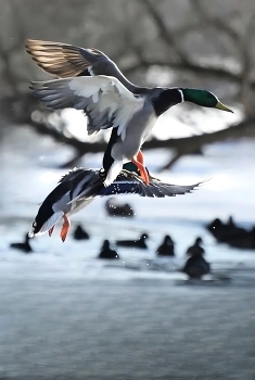 In flight / ***