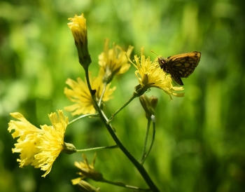 Flowers and Butterfly / _____