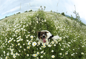 Chamomile summer / ***