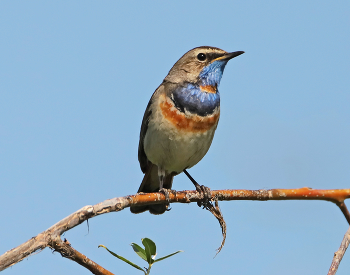 Bluethroat / ***