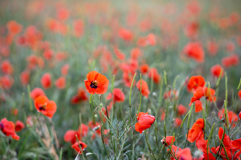 Poppies / ***