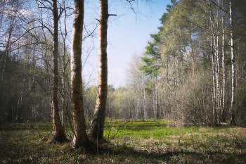 In the spring forest / ***